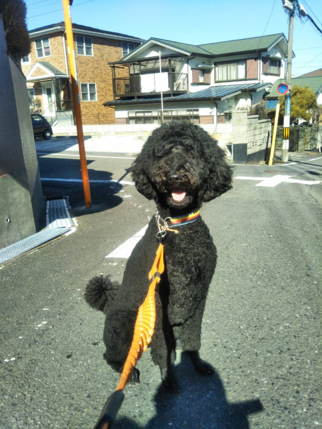 お散歩中に柑橘類はっさくゲット 犬ごはんに使ってみたら大喜び サザエ日記